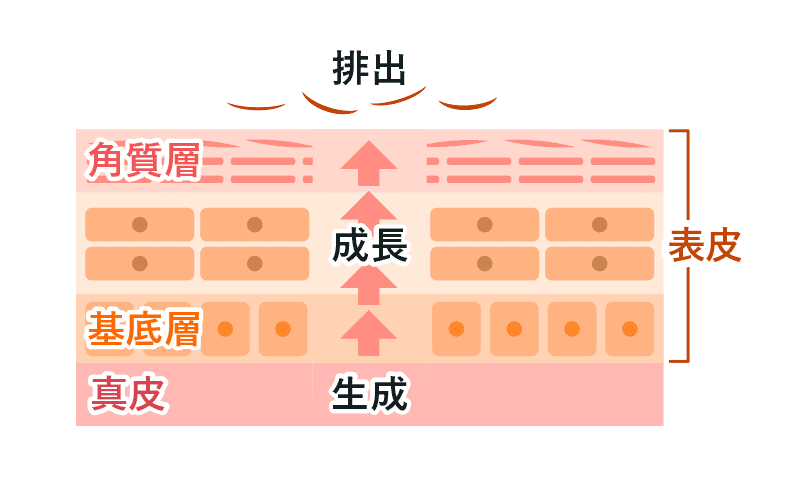 肌荒れの主な原因は ハイチオール エスエス製薬